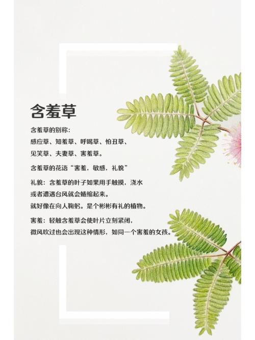 丰满美少妇av的相关介绍